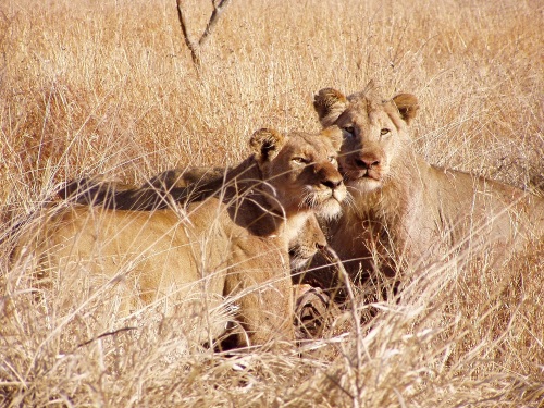 Krugerpark groepsreis